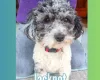 Maltipoo