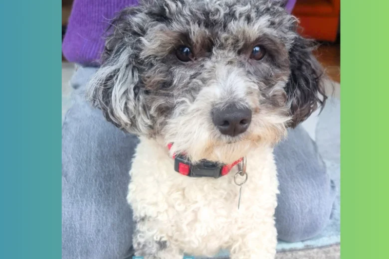 Maltipoo