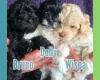 Maltipoo