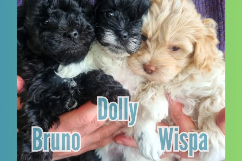 Maltipoo