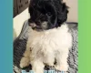 Maltipoo