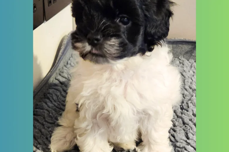 Maltipoo