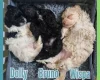 Maltipoo