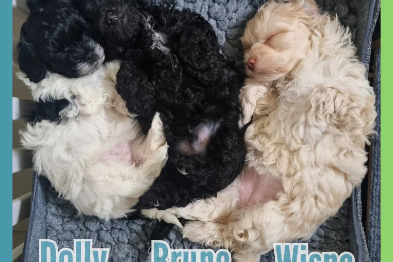 Maltipoo