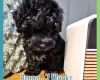 Maltipoo