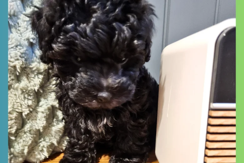 Maltipoo