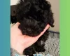 Maltipoo
