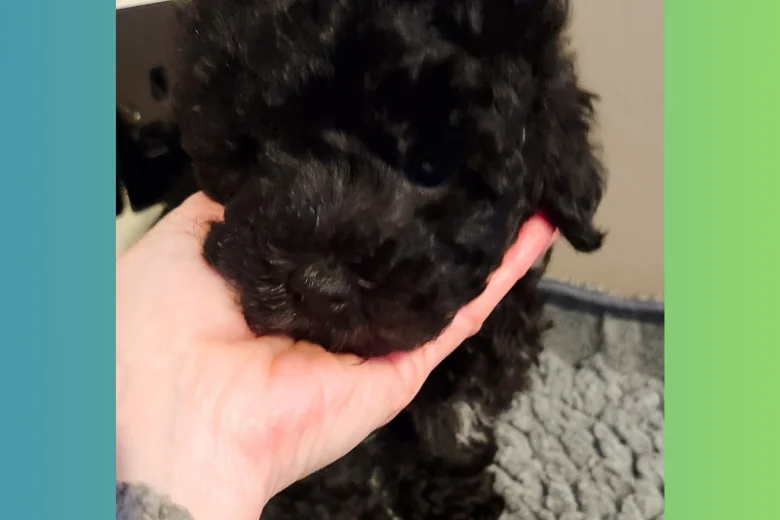 Maltipoo