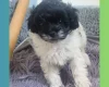 Maltipoo