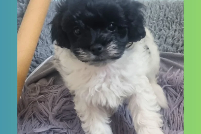 Maltipoo