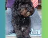 Maltipoo