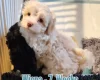 Maltipoo