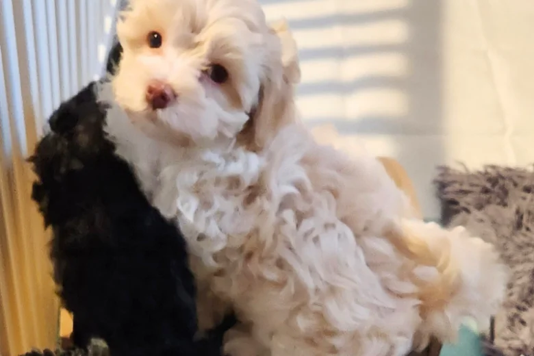 Maltipoo