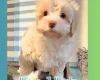 Maltipoo