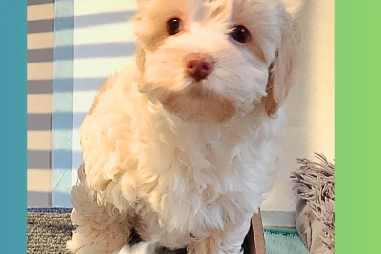 Maltipoo
