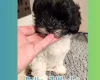 Maltipoo