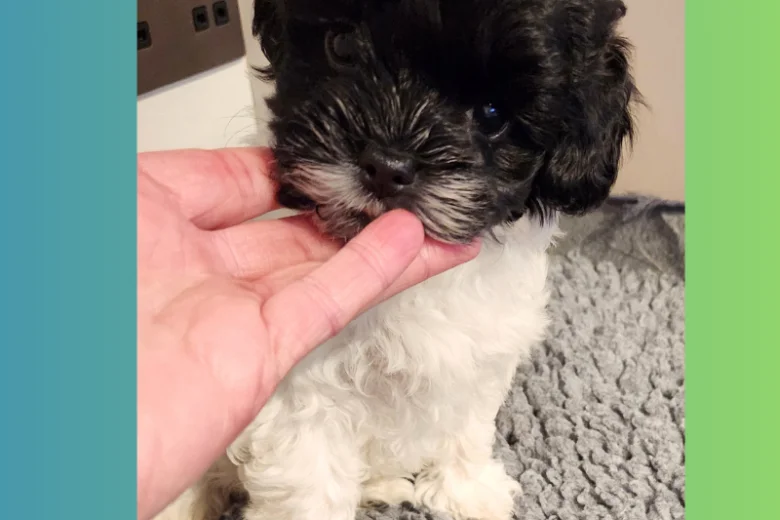 Maltipoo