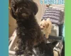 Maltipoo