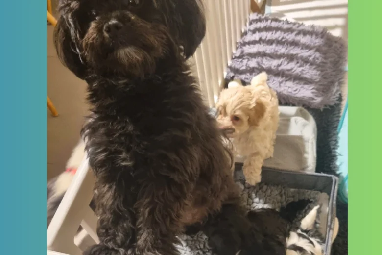 Maltipoo