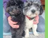 Maltipoo