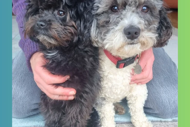 Maltipoo
