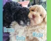 Maltipoo