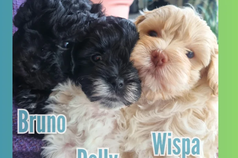 Maltipoo