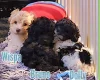 Maltipoo