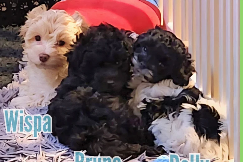Maltipoo