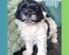 Maltipoo