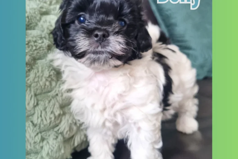 Maltipoo