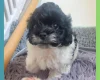 Maltipoo