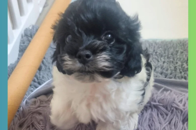 Maltipoo