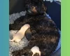Maltipoo