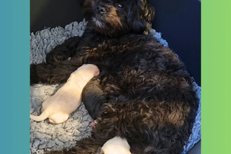 Maltipoo