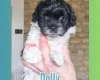 Maltipoo