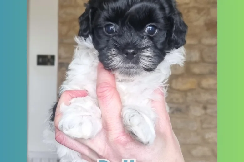 Maltipoo