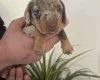 Dachshund (Miniature Smooth Haired)