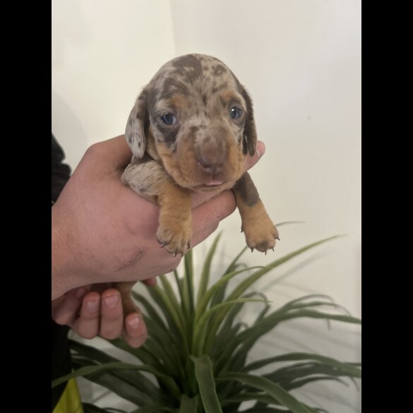 Dachshund (Miniature Smooth Haired)