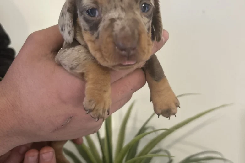 Dachshund (Miniature Smooth Haired)