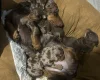 Dachshund (Miniature Smooth Haired)