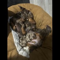 Dachshund (Miniature Smooth Haired)