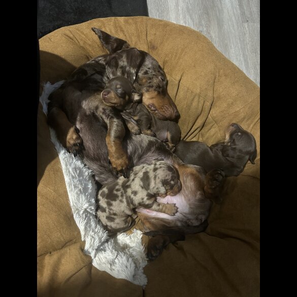 Dachshund (Miniature Smooth Haired)