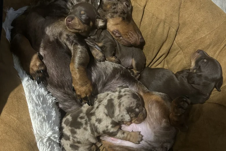 Dachshund (Miniature Smooth Haired)