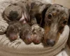 Dachshund (Miniature Smooth Haired)