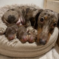 Dachshund (Miniature Smooth Haired)