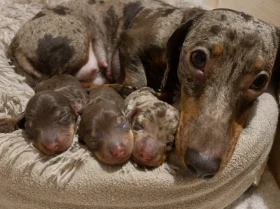 Dachshund (Miniature Smooth Haired)