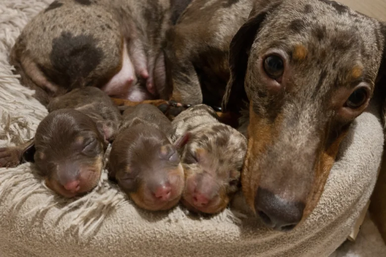 Dachshund (Miniature Smooth Haired)
