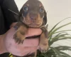 Dachshund (Miniature Smooth Haired)