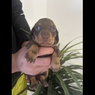 Dachshund (Miniature Smooth Haired)
